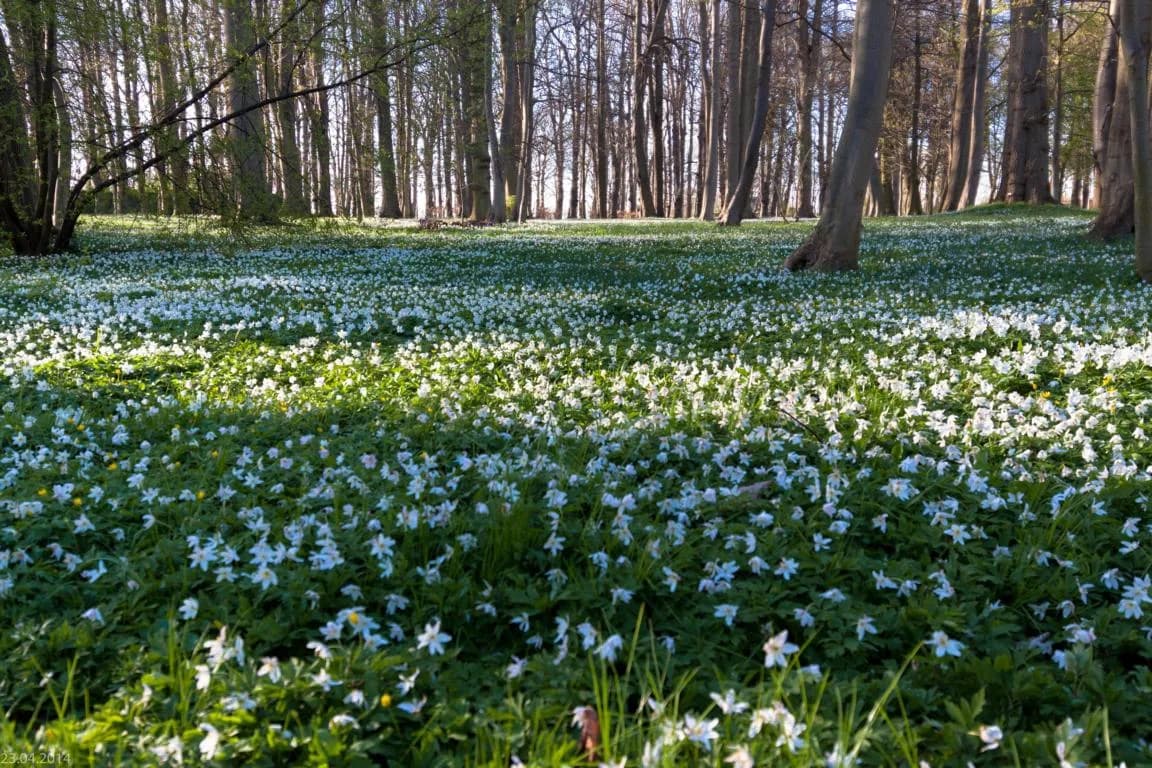 Frühlingserwachen in der Granitz