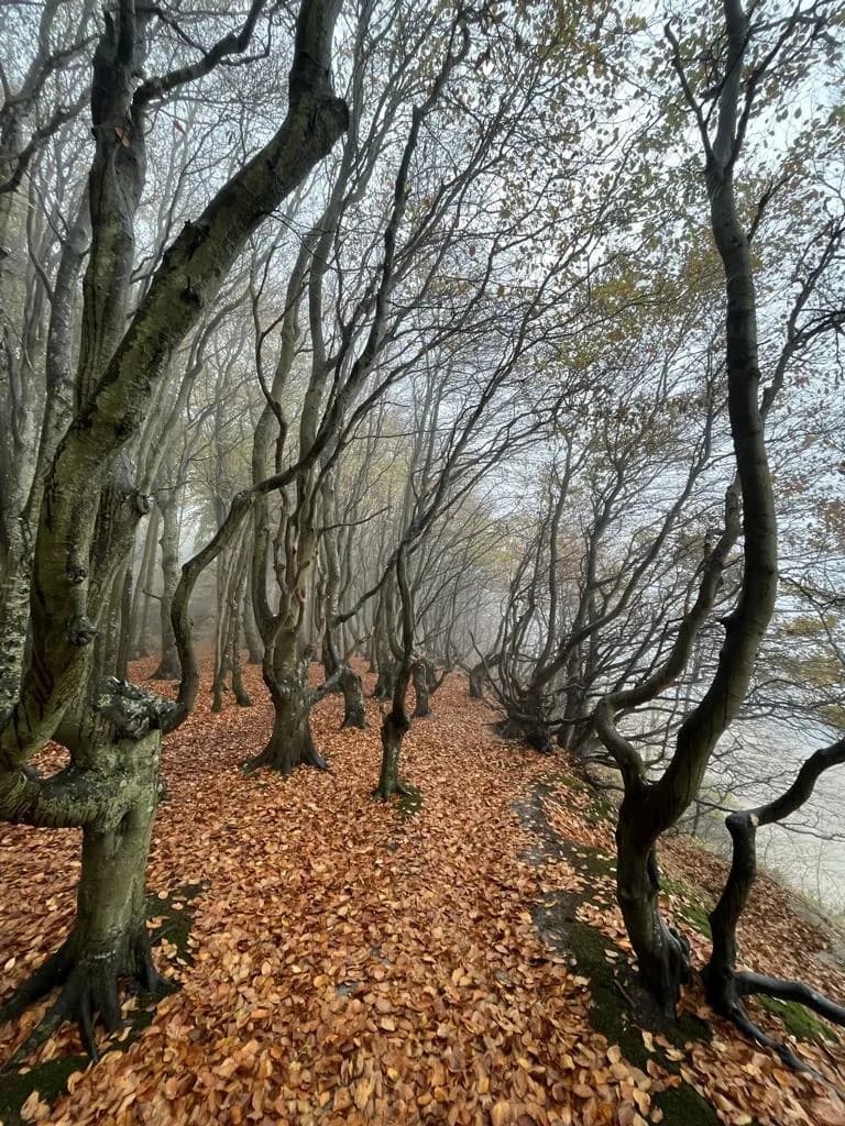 Der Hexenwald bei Lietzow