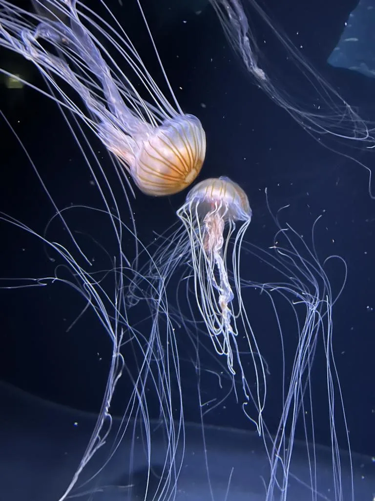 Ozeaneum Stralsund: Reise durch die Nordmeere